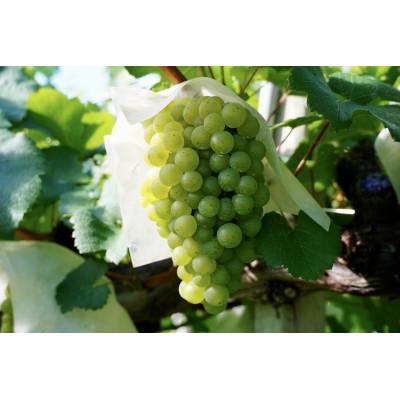 ふるさと納税 大月市 【山梨ワイン】蔵元直送「OLIFANTシャルドネ樽発酵750ml×2本セット」 |  | 02