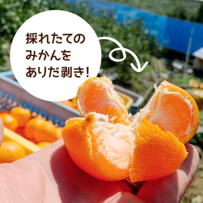 ふるさと納税 有田川町 みかん Sサイズ 箱込 5kg (内容量 4.4kg) 秀品 有田みかん 和歌山 産地直送 贈答用 |  | 03