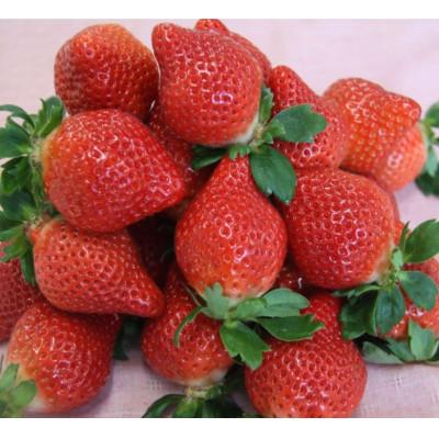 ふるさと納税 糸田町 福岡県産 あまおう 2パック(合計約500g)