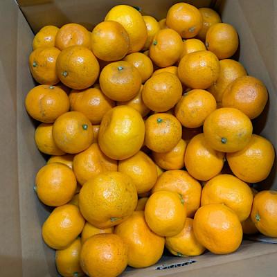 ふるさと納税 美浜町 [まごころ手選別]和歌山産 有田みかん 10kg 家庭用(2S〜2Lサイズ混合)