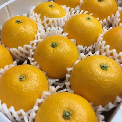 ふるさと納税 美浜町 [まごころ手選別]和歌山産有田のはっさく 化粧箱 Lサイズ12個入り