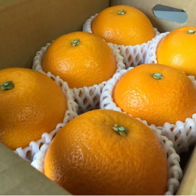 ふるさと納税 美浜町 [まごころ手選別]和歌山産 有田の八朔(6玉×1箱、L〜2Lサイズ)