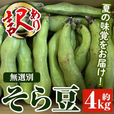ふるさと納税 阿久根市 先行予約!2026年4月順次発送 訳あり!鹿児島県産 鞘つき そら豆 [松永青果]akn053-08