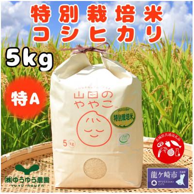 ふるさと納税 龍ケ崎市 令和6年『山田のややこ』特別栽培米コシヒカリ 精米 5kg[茨城県共通返礼品・河内町産]