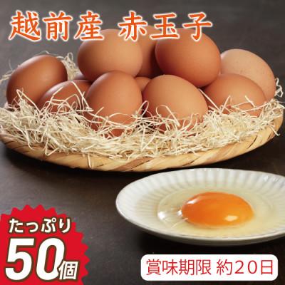 ふるさと納税 越前市 越前産 赤玉子 50個(45個+割れ補償5個入り)