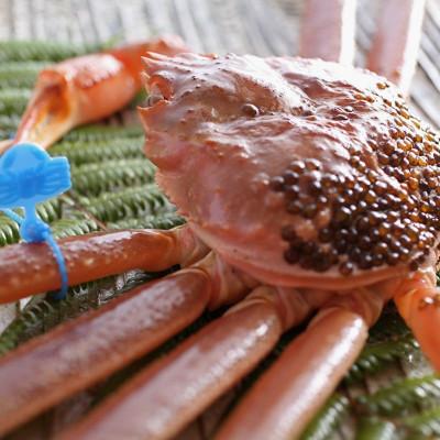 ふるさと納税 京丹後市 ズワイガニ【厳選!タグ付きブランド】茹で松葉かに 鮮度品質自慢!釜茹でにてお届け! 800g級×2杯 |  | 01