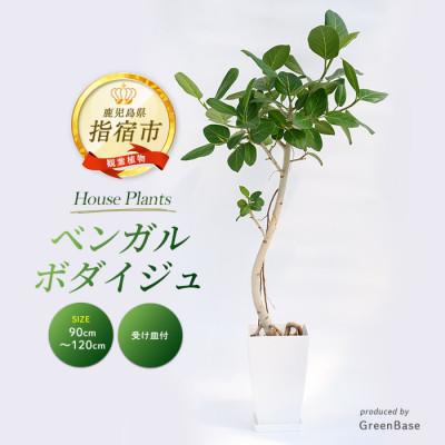 ふるさと納税 指宿市 [観葉植物]ベンガルボダイジュ(フィカス・ベンガレンシス)90cm〜120cm(027-1477)