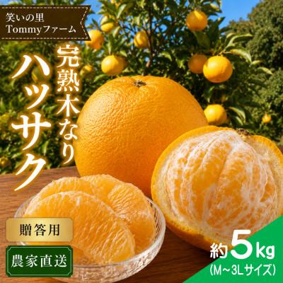 ふるさと納税 日高川町 [2027年3月より順次発送]完熟 木なり八朔 贈答用 秀品 約5kg(M〜3Lサイズ)
