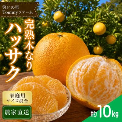 ふるさと納税 日高川町 [2027年3月より順次発送]完熟 木なり八朔 約10kg(家庭用・サイズ混合)