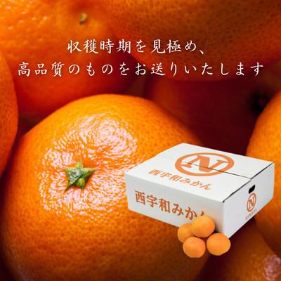 ふるさと納税 八幡浜市 JAにしうわの季節の柑橘(みつる共選「蜜る」約