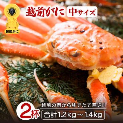 ふるさと納税 越前町 地元鮮魚店厳選 ≪浜茹で≫ 越前がに 中サイズ 2杯[3月発送分]