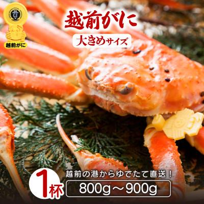 ふるさと納税 越前町 地元鮮魚店厳選 ≪浜茹で≫ 越前がに 大きめサイズ 1杯[3月発送分]