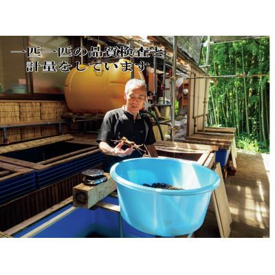 ふるさと納税 村上市 数量限定:天然活きモクズガニ 約1kg(6〜10匹オス・メス混合)ネットに入れてお届け　AB4027 |  | 02