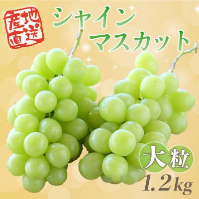 ふるさと納税 大月市 [2026年収穫分先行受付]鮮度抜群 産地直送シャインマスカット2房(約1.2kg)