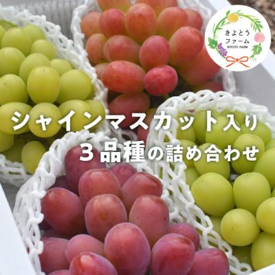 ふるさと納税 真庭市 [きよとうファーム]ぶどう3品種詰合せ(シャインマスカット入)3-5房入/計2.4kg〜(岡山県産)