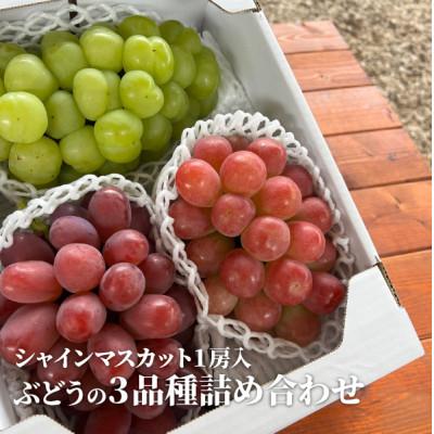 ふるさと納税 真庭市 [きよとうファーム]ぶどう3品種詰合せ(シャインマスカット入)3-5房入/計2kg〜(岡山県産)
