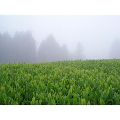 ふるさと納税 八女市 深蒸し八女茶　翠　2袋入り |  | 02