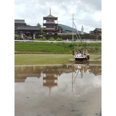 ふるさと納税 石岡市 獅子米 もち米(マンゲツモチ) 玄米30kg【令和7年産】の画像