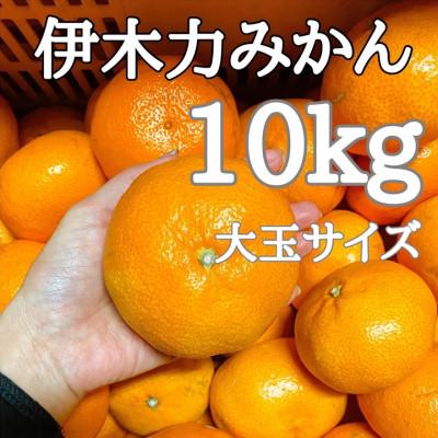 ふるさと納税 諫早市 [先行予約][伊木力みかん]大玉みかん(10kg)
