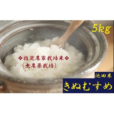 ふるさと納税 紀の川市 [栽培期間中農薬不使用]令和7年産 白米5kg(5kg×1袋入)紀の川市産(池田米)きぬむすめ