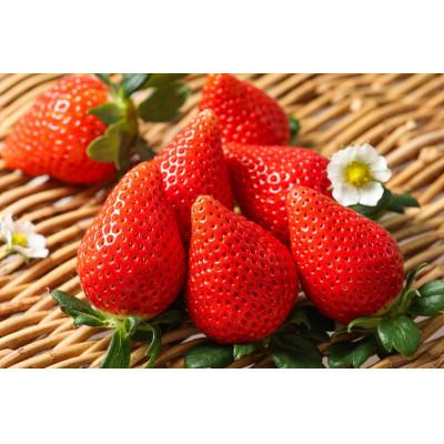 ふるさと納税 伊勢崎市 【いちご総合大賞】やよいひめ　約400g |  | 02