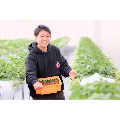 ふるさと納税 伊勢崎市 【いちご総合大賞】やよいひめ　約400g |  | 03