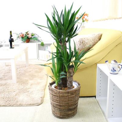 ふるさと納税 筑前町 [2026年1月下旬発送]青年の木(ユッカ) 7号 ブラウンバスケット鉢カバー