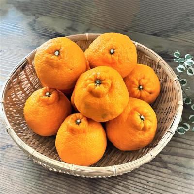 ふるさと納税 唐津市 2026年3月より順次配送 糖度が高すぎッ! 新品種の 「味香デコ」5kg