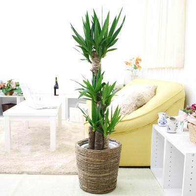 ふるさと納税 筑前町 [2026年1月下旬発送]青年の木(ユッカ) 8号 ブラウンバスケット鉢カバー