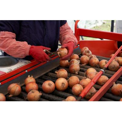ふるさと納税 訓子府町 UNO ORGANIC FARM 北海道訓子府産 オーガニック玉ねぎ 10kg 【有機JAS認証】の画像