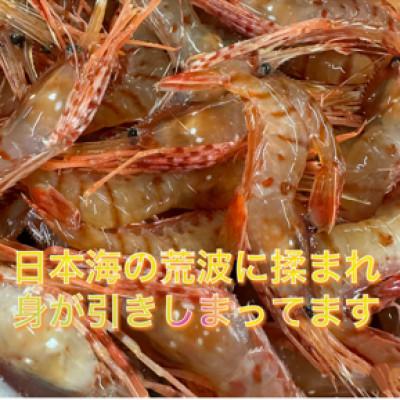 ふるさと納税 島牧村 ぷりぷりボタンエビ　北海道日本海ボタンエビ【200g×4】 |  | 02