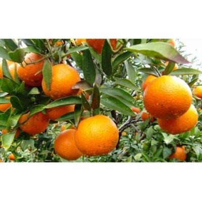 ふるさと納税 伊仙町 【先行予約!2026年1月下旬より発送】清水果樹園のたんかん約5kg(化粧箱入り) | 