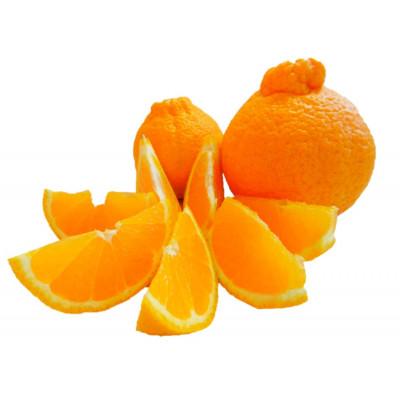 ふるさと納税 静岡市 静岡 西ヶ谷蜜柑農園 越冬 不知火 2L〜4L (5玉〜7玉)