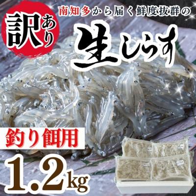 ふるさと納税 南知多町 [知多半島産] 生しらす 釣り餌用 200g×6袋 岬だより