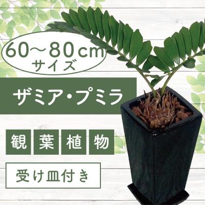 ふるさと納税 指宿市 [観葉植物]ザミア・プミラ60cm〜80cmブラック陶器鉢(025-1402)