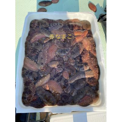ふるさと納税 由良町 赤ナマコ 漁師直送!活!