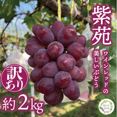 ふるさと納税 真庭市 [2025年発送][訳あり]紫苑(しえん) 約2kg (岡山県産) 冬限定 デラウエアの様な味わい