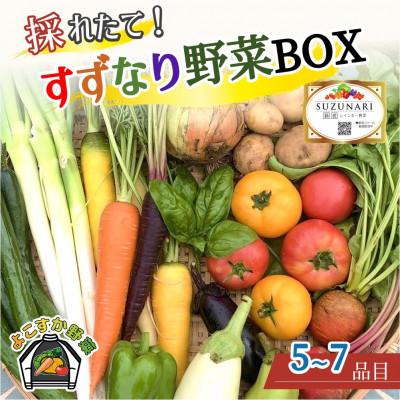 ふるさと納税 横須賀市 [産地直送]すずなり採れたて野菜BOX(お試し) 60サイズ