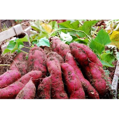 ふるさと納税 潮来市 訳あり、熟成紅はるかL〜2Lサイズ冷凍焼き芋約3.5kgの画像