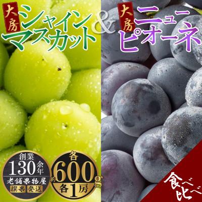 ふるさと納税 坂出市 [2026年8月中旬より順次発送]大房シャインマスカット&amp;大房ニューピオーネ 各1房(各約600g)