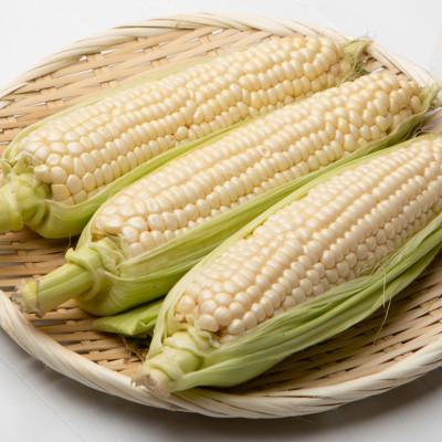 ふるさと納税 美幌町 [先行受付]小島農場の白いスウィートコーン!ピュアホワイト 6本入り