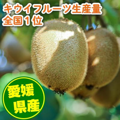 ふるさと納税 松山市 家庭用 キウイフルーツ 1.5kg (約12-18玉) 愛媛県