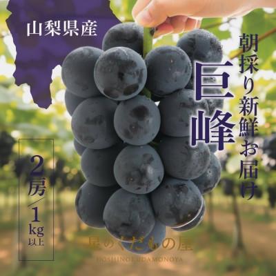 ふるさと納税 笛吹市 [2026年発送]星のくだもの屋 種なし巨峰2房(1kg以上)山梨県産