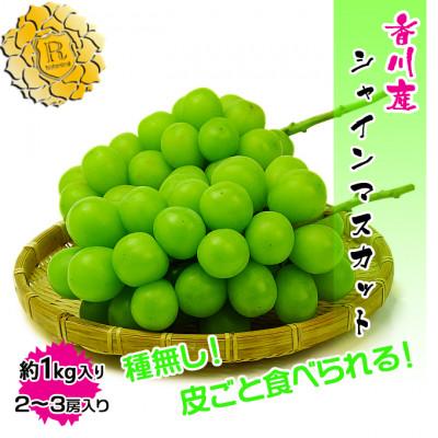 ふるさと納税 坂出市 ≪2026年8月下旬より発送開始予定≫ 特秀品シャインマスカット1kgの詰め合わせ[香川県坂出市]
