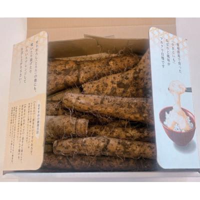 ふるさと納税 伊勢崎市 伊勢崎市産やまといも |  | 01
