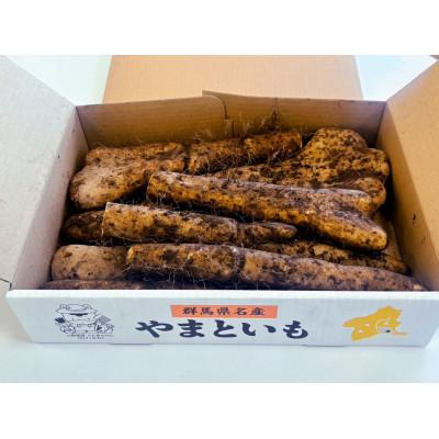 ふるさと納税 伊勢崎市 伊勢崎市産やまといも |  | 02