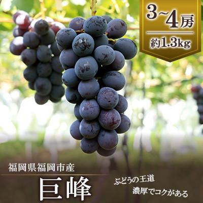 ふるさと納税 福岡市 [2026年8月以降順次発送]福岡市産巨峰1300g3〜4房 DQ03[北海道、沖縄発送不可]