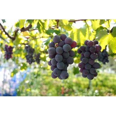 ふるさと納税 福岡市 【2027年8月以降順次発送】福岡市産巨峰1300g3〜4房 DQ03【北海道、沖縄発送不可】 |  | 03