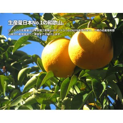 ふるさと納税 和歌山市 訳あり八朔  約10kg(箱込み) 和歌山県産 |  | 01