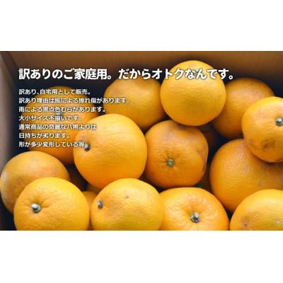 ふるさと納税 和歌山市 訳あり八朔  約10kg(箱込み) 和歌山県産 |  | 02